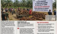 PANEN PERDANA PLASMA DI LUAR HGU PT SNIP, PEMKAB SINTANG DAN MANAJEMEN PERUSAHAAN TAK HADIR