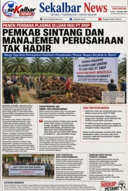 PANEN PERDANA PLASMA DI LUAR HGU PT SNIP, PEMKAB SINTANG DAN MANAJEMEN PERUSAHAAN TAK HADIR